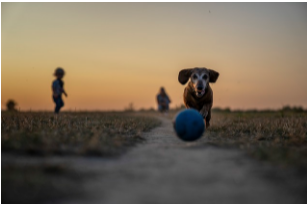 cão correndo atrás de bola